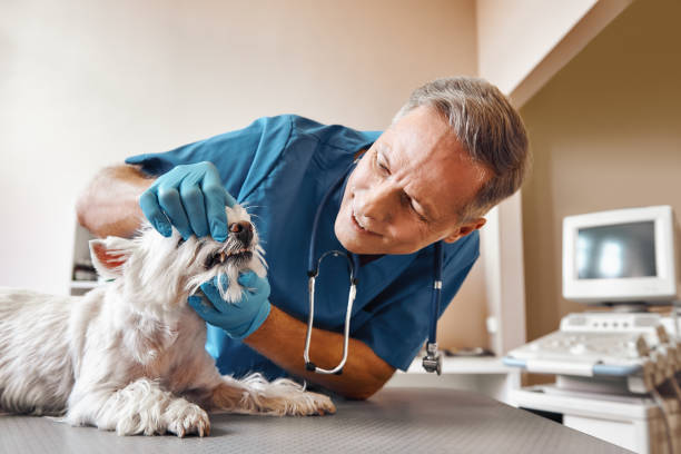 Best After-Hours Dental Trauma Care in Baxter, MN